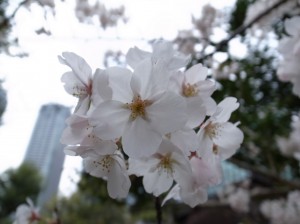 浜離宮の桜