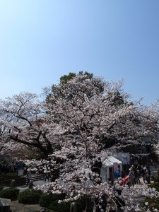 桜には青空が似合う…のかな？