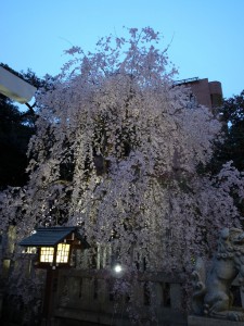 乃木神社の枝垂れ桜は見事