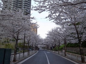 The Sakura-namiki