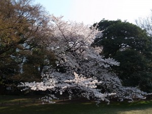 庭園奥の桜は見事な枝ぶり